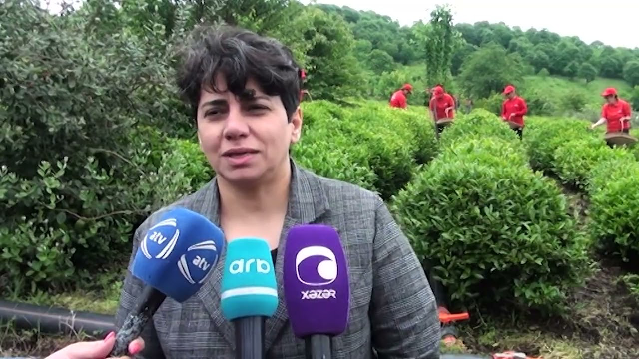 Masallı çay plantasiyasında media səyahəti